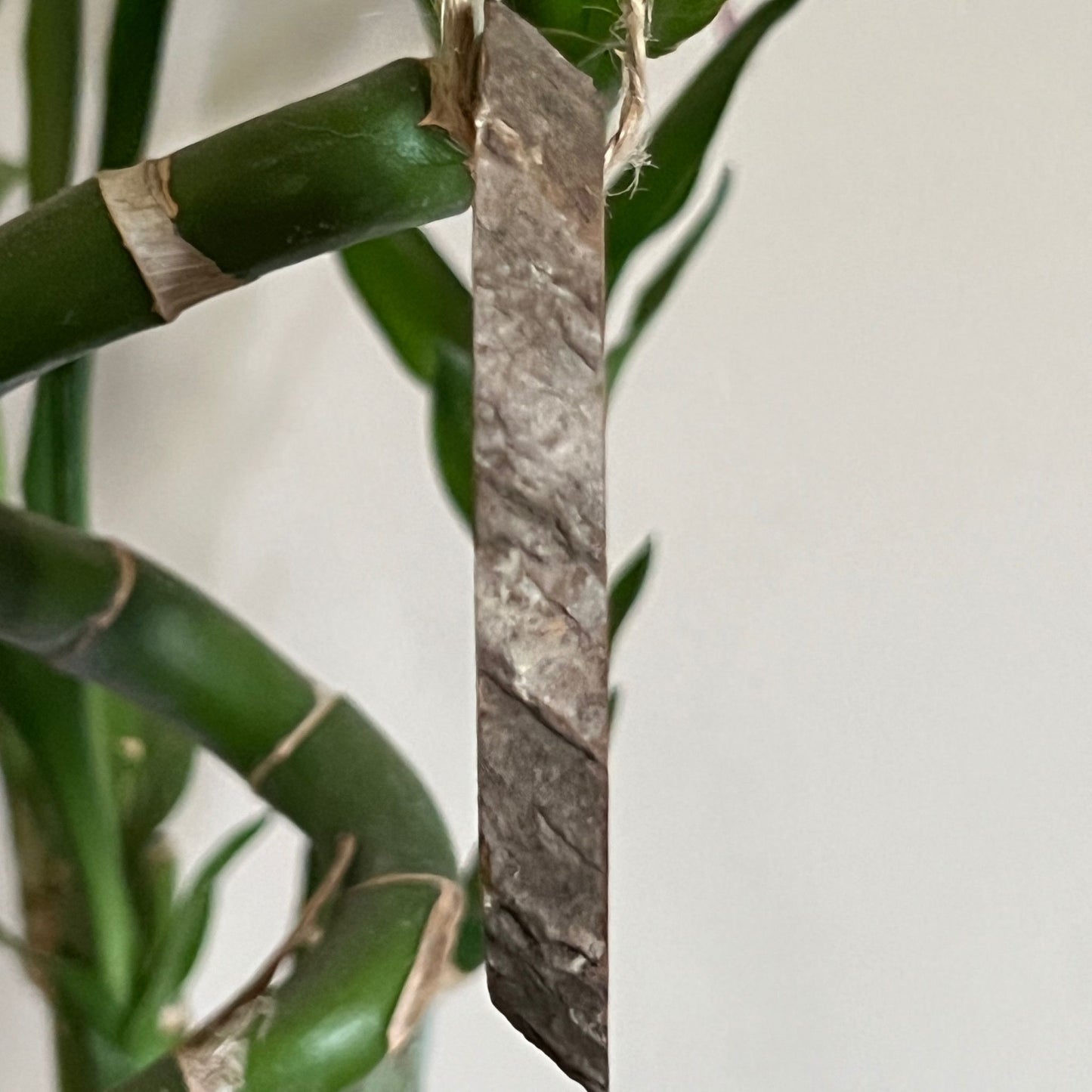Multi-Colored Leaves - Mini Enchanted Tree Wall Hanging